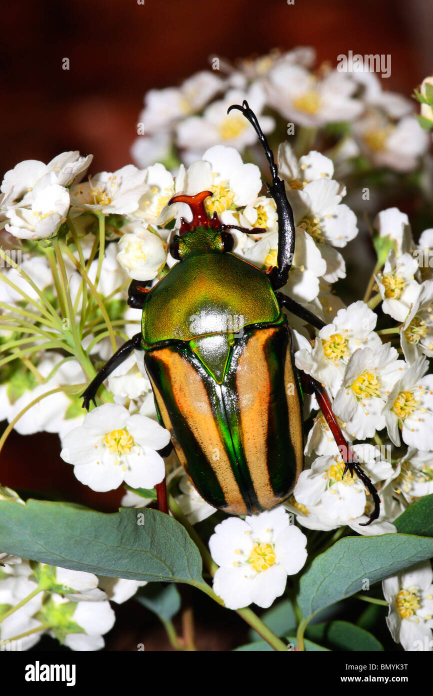 African Flower Beetle on white blossoms / Eudicella gralli hubini Stock ...