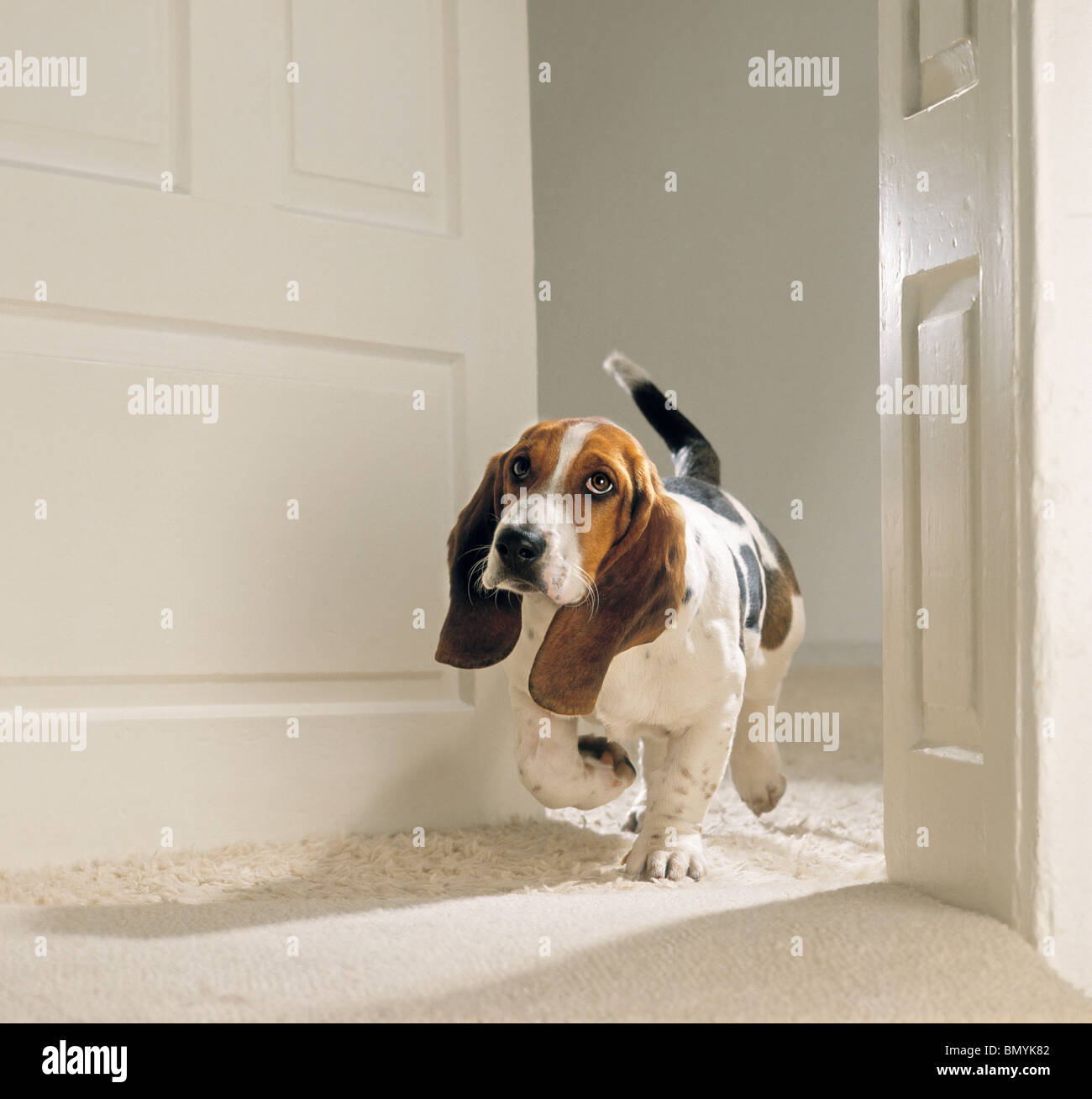 Basset Hound dog walking Stock Photo Alamy