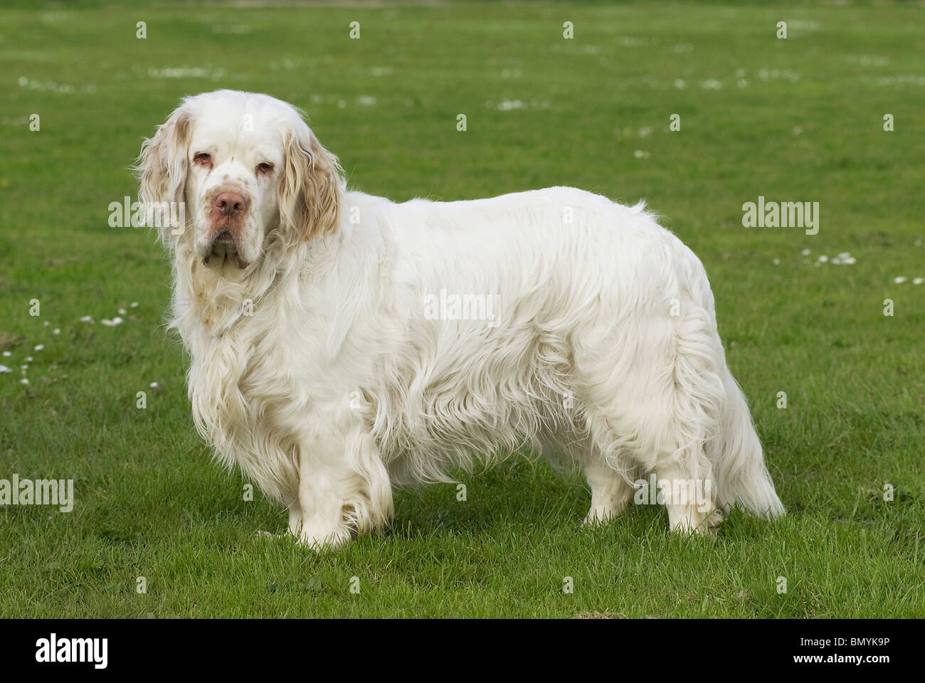 Clumber Spaniel. Adult dog standing a meadow Stock Photo