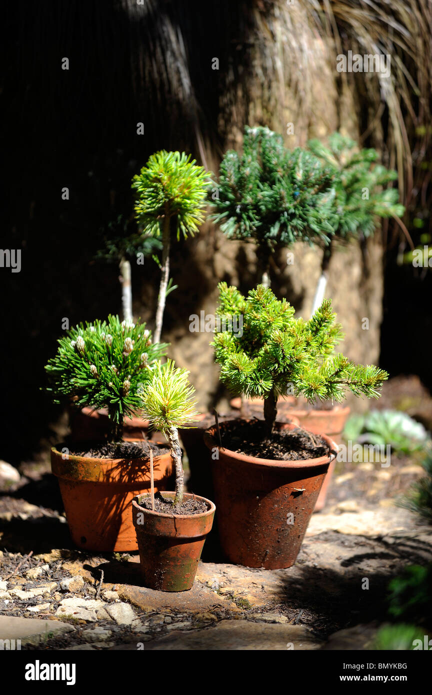 Selection of green potted plants under a tree Stock Photo Alamy