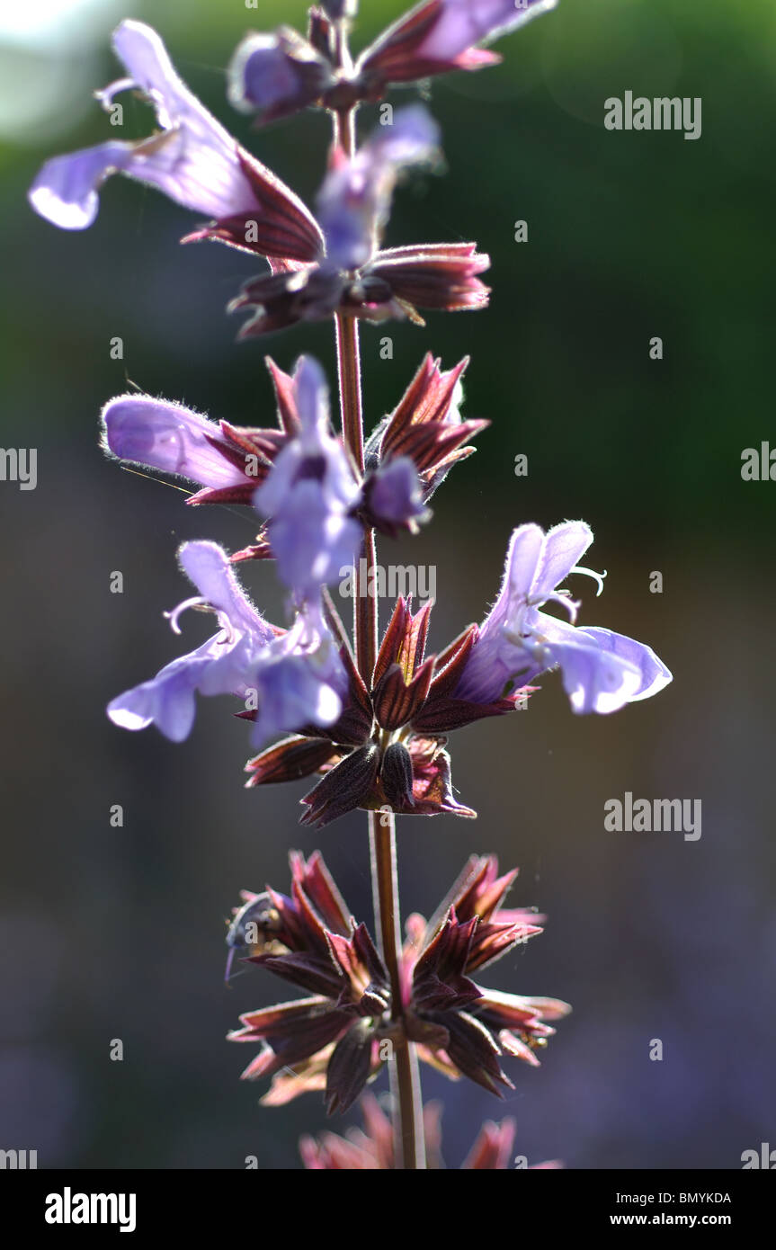 Purple Sage flowers Stock Photo