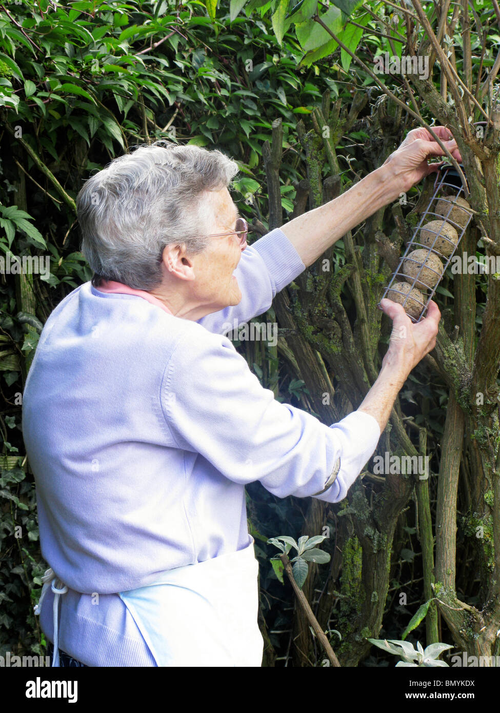 elderly woman hanging out fat balls in a feeder for the wild birds Stock Photo