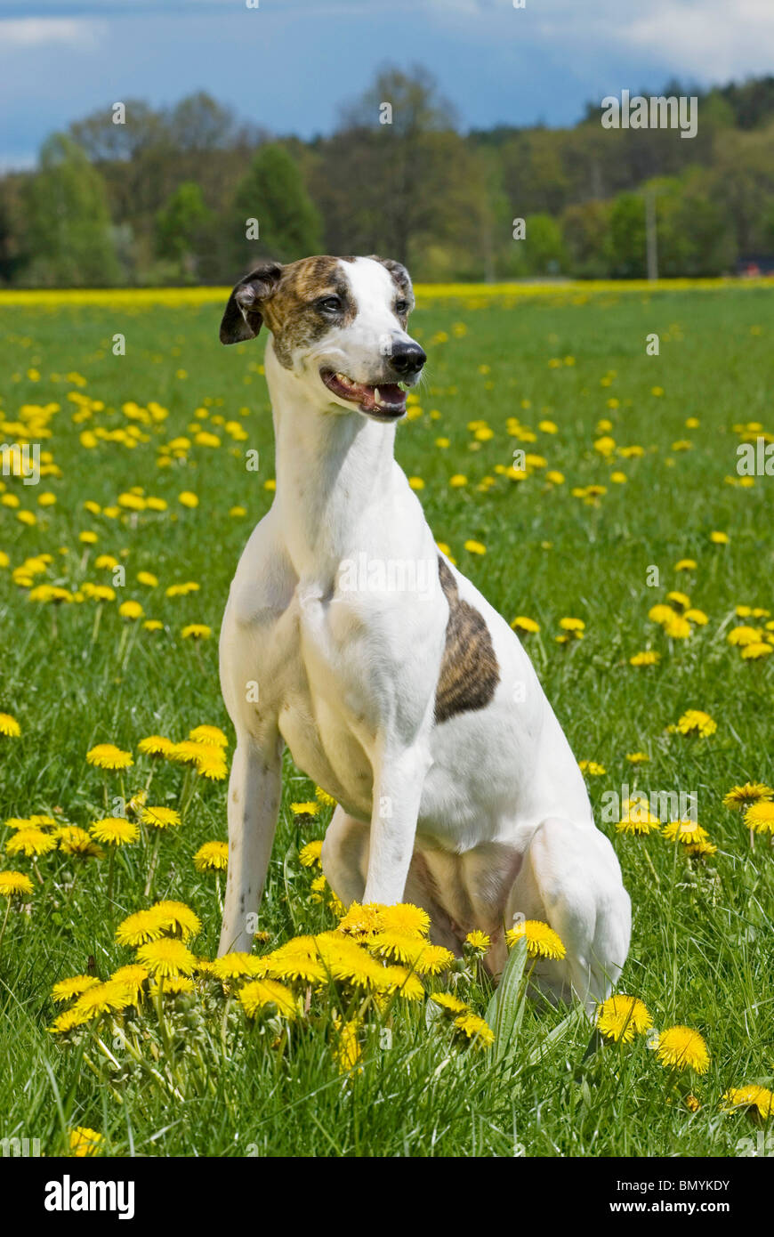 Magyar Agar dog sitting flower meadow Stock Photo