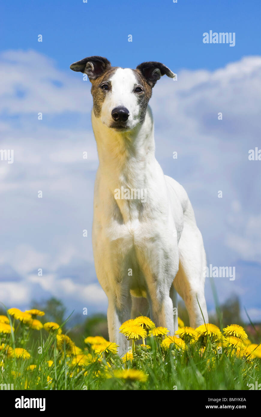 Magyar Agar dog standing flower meadow Stock Photo