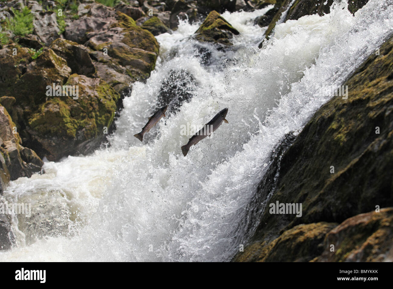 A pair of wild Salmon leaping up the world famous Falls of Feugh near