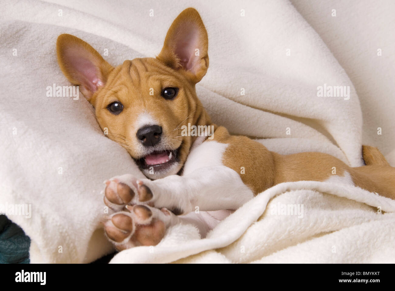 basenji dog puppy