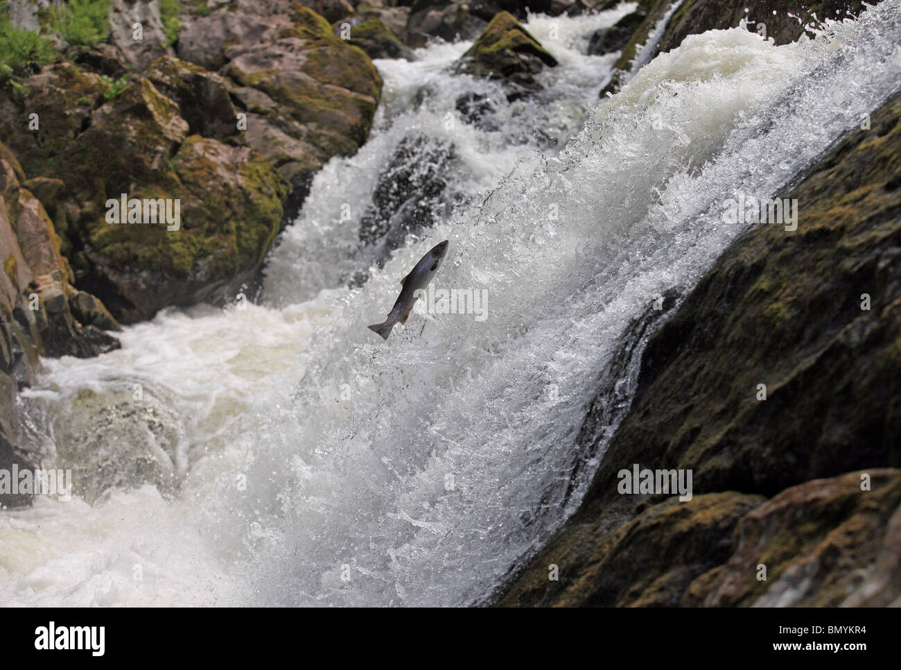 Wild salmon leaping up the world famous Falls of Feugh near Banchory