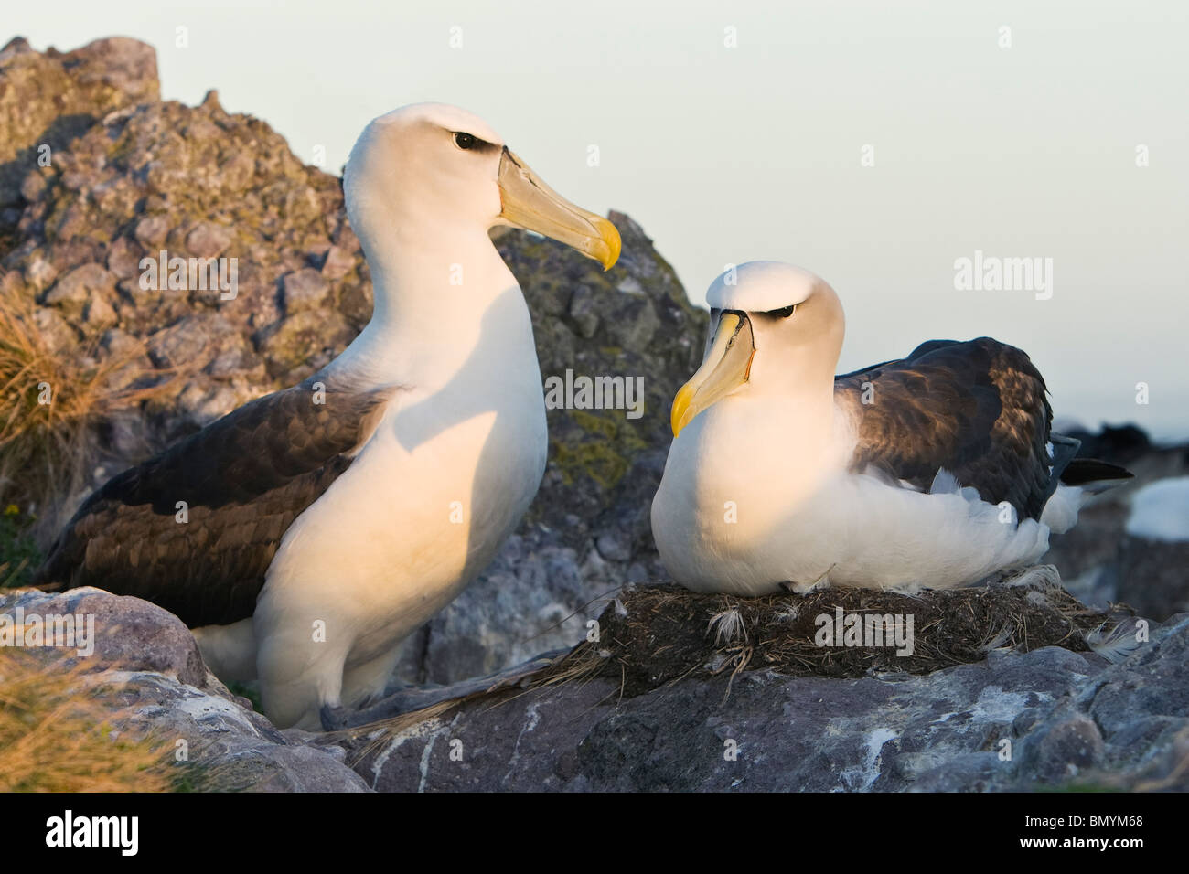 Shy albatross colony hi-res stock photography and images - Alamy