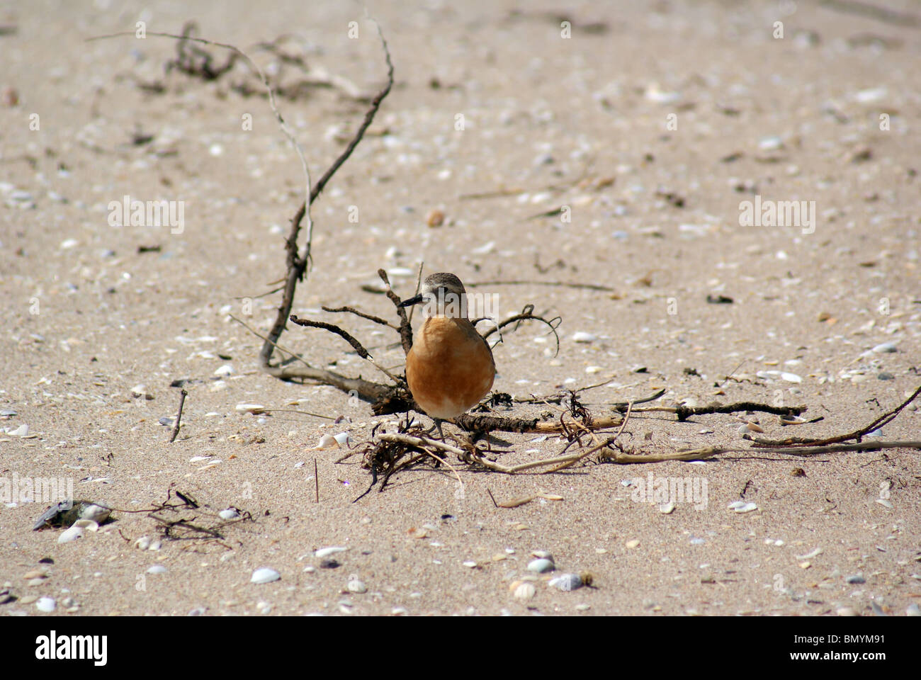 New Zealand Doterel guarding a nest, on the Opotouri Beach, Coromandel. Stock Photo