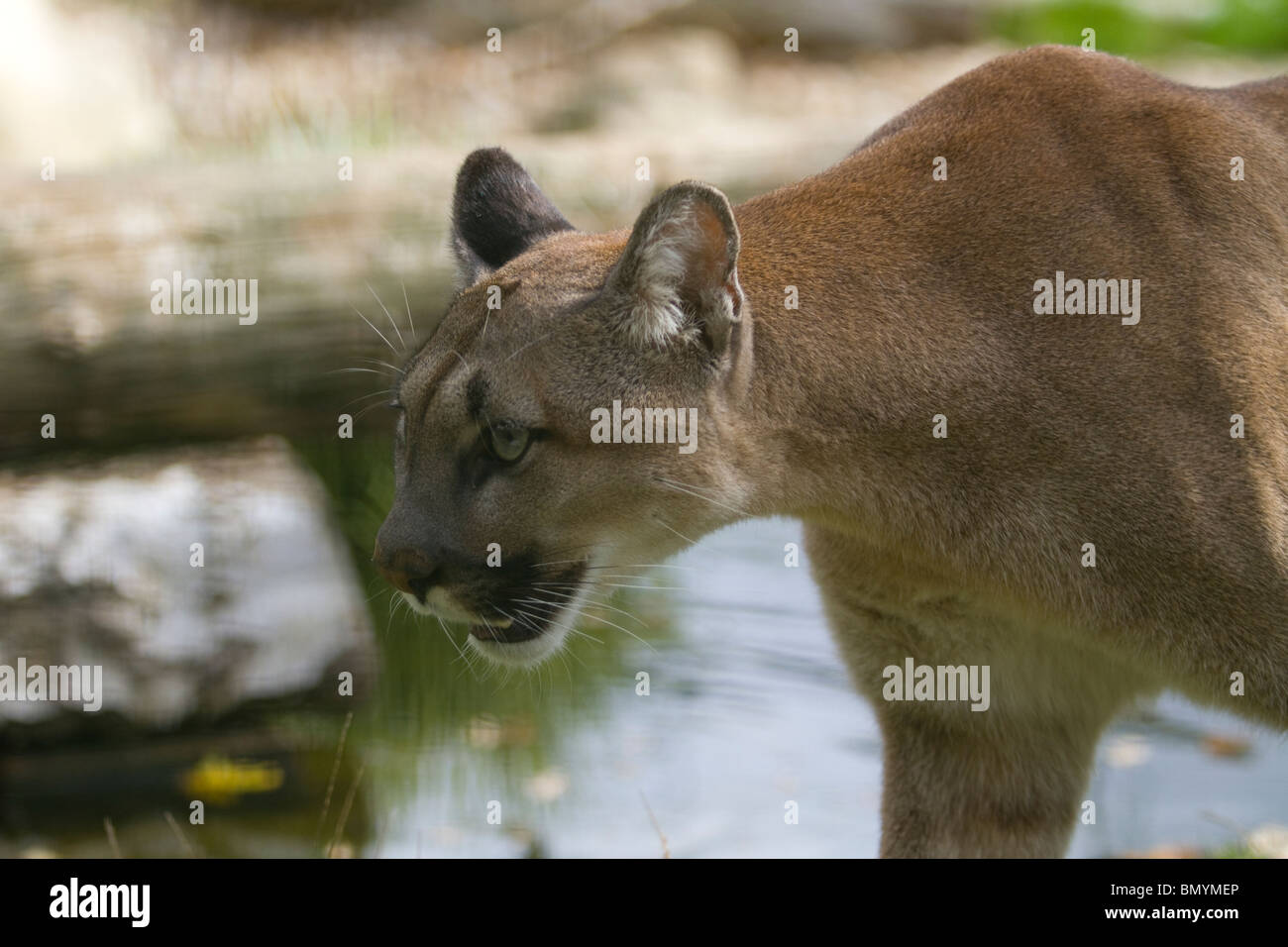 profile of adult female Puma Stock Photo