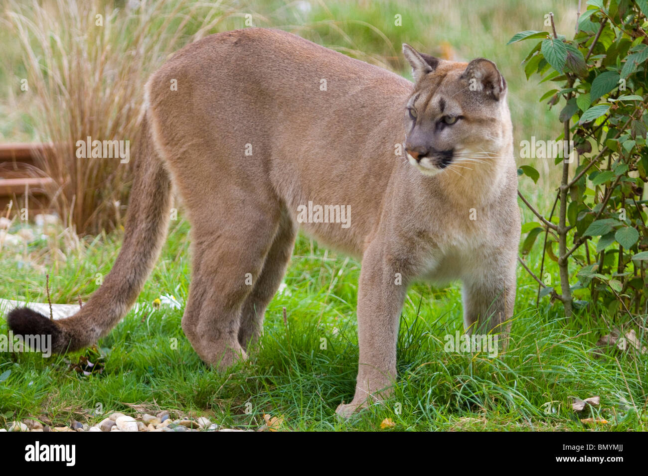 Adult female Puma standing on grass Stock Photo