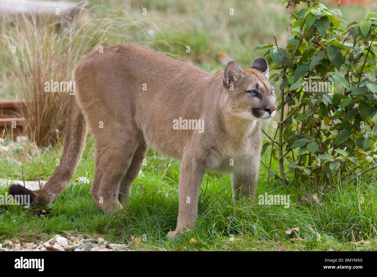 Adult female Puma Stock Photo