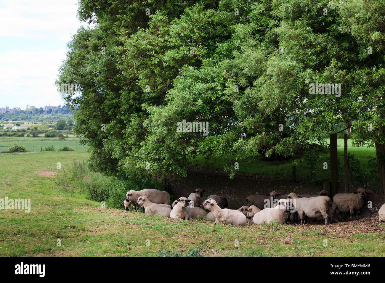 recently Shorn flock of Dorset Down sheep sheltering in hollow under tree Stock Photo