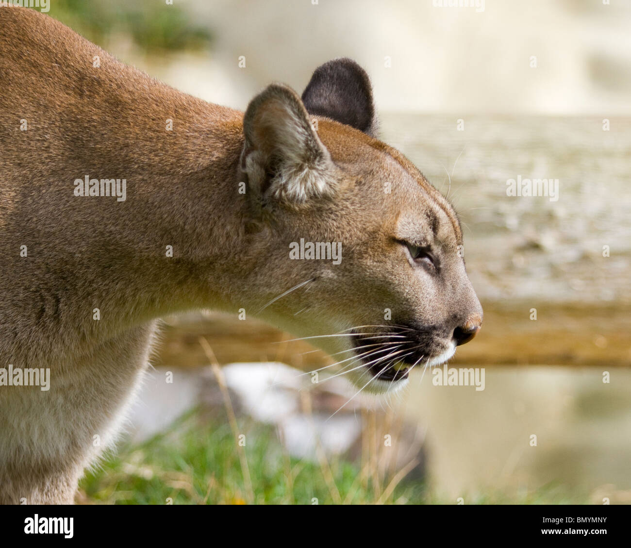 Profile close up of adult female Puma Stock Photo