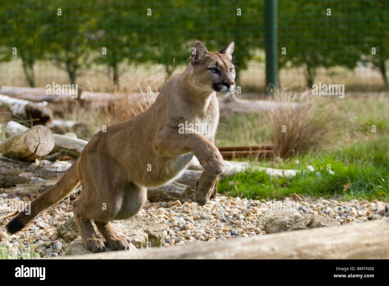 Adult female Puma jumping over log Stock Photo