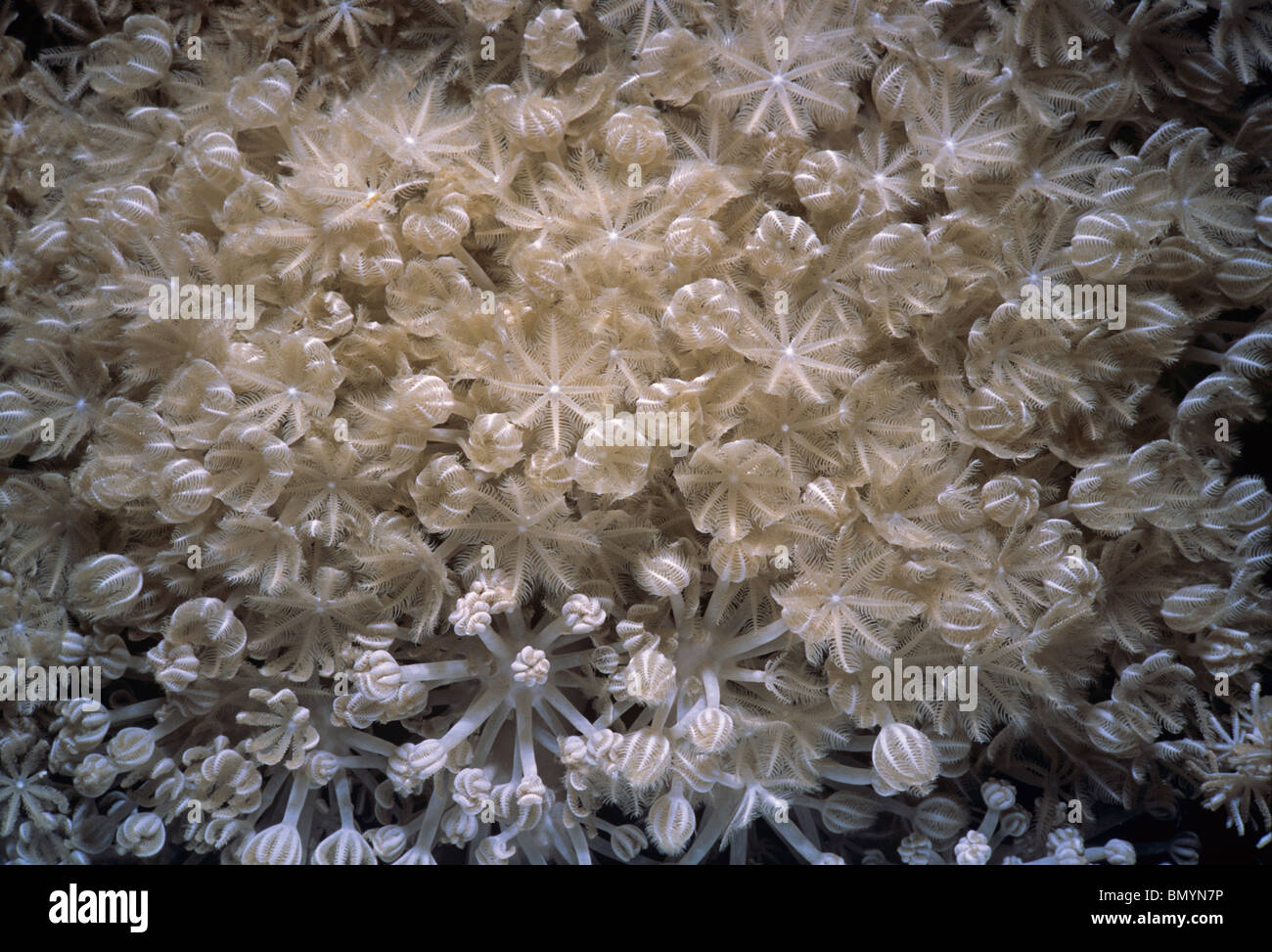 Pulsing Polyp Coral (Xenia Umbellata) - Egypt, Red Sea Stock Photo