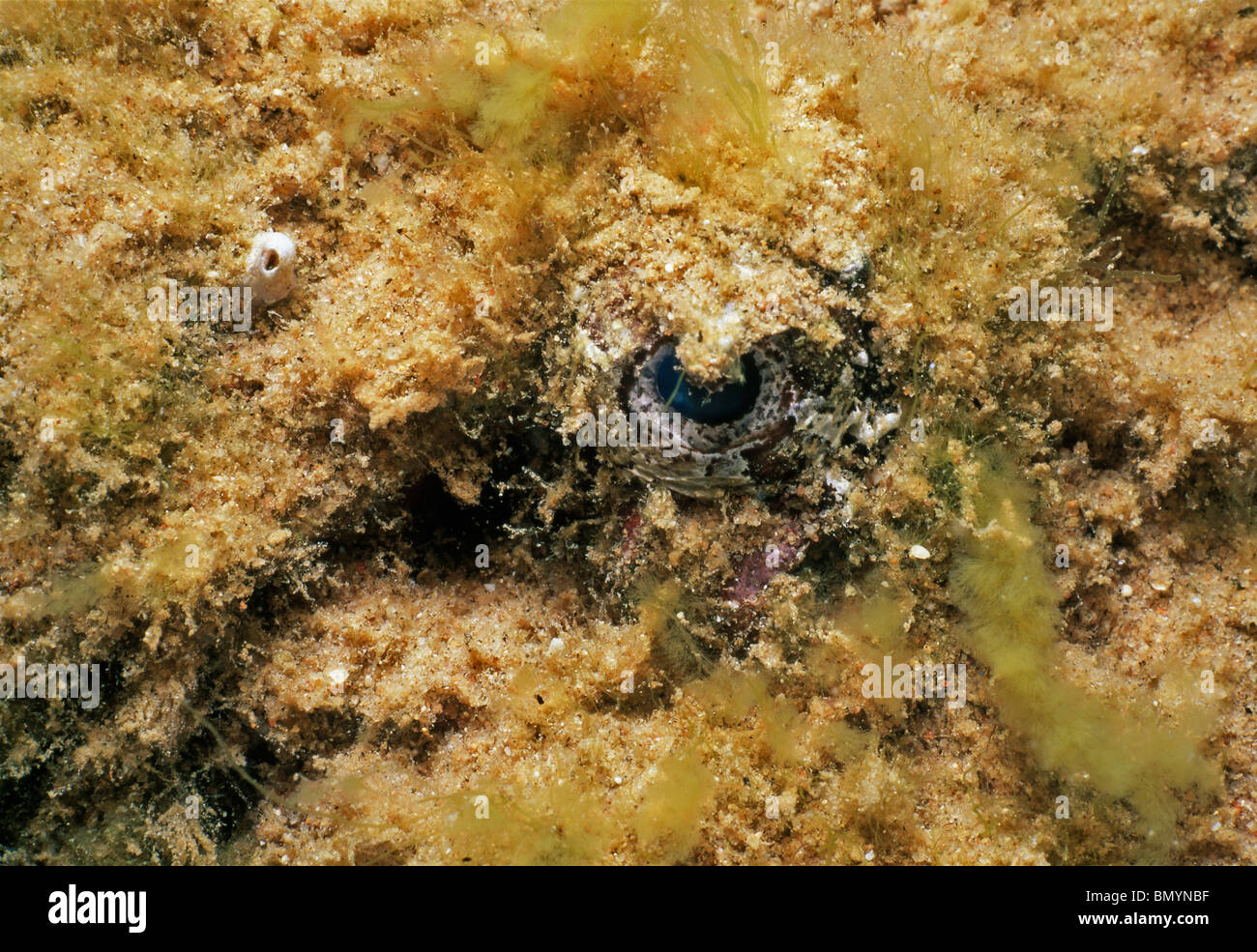 Close-up of Stonefish (Synanceia Nana). Red Sea, Egypt Stock Photo