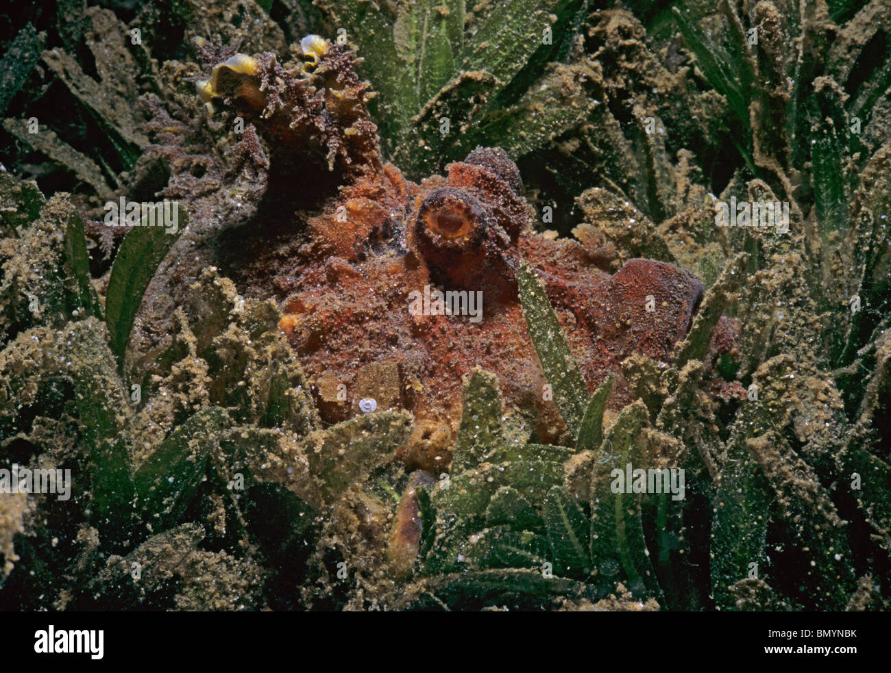 Two-stick stingfish (Inimicus filamentosus) Camouflage. Eilat, Israel - Red Sea Stock Photo