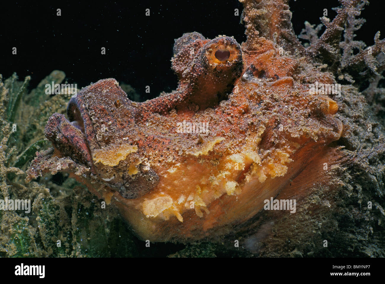 Two-stick stingfish (Inimicus filamentosus) - Red Sea, Egypt Stock Photo