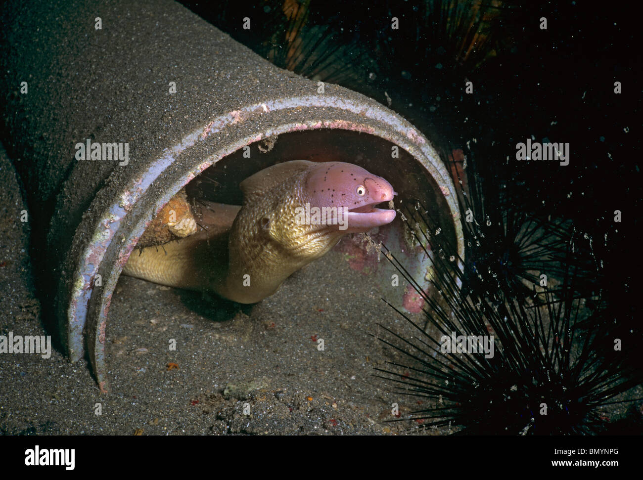 Peppered Moray Eel. Eilat, Israel - Red Sea Stock Photo