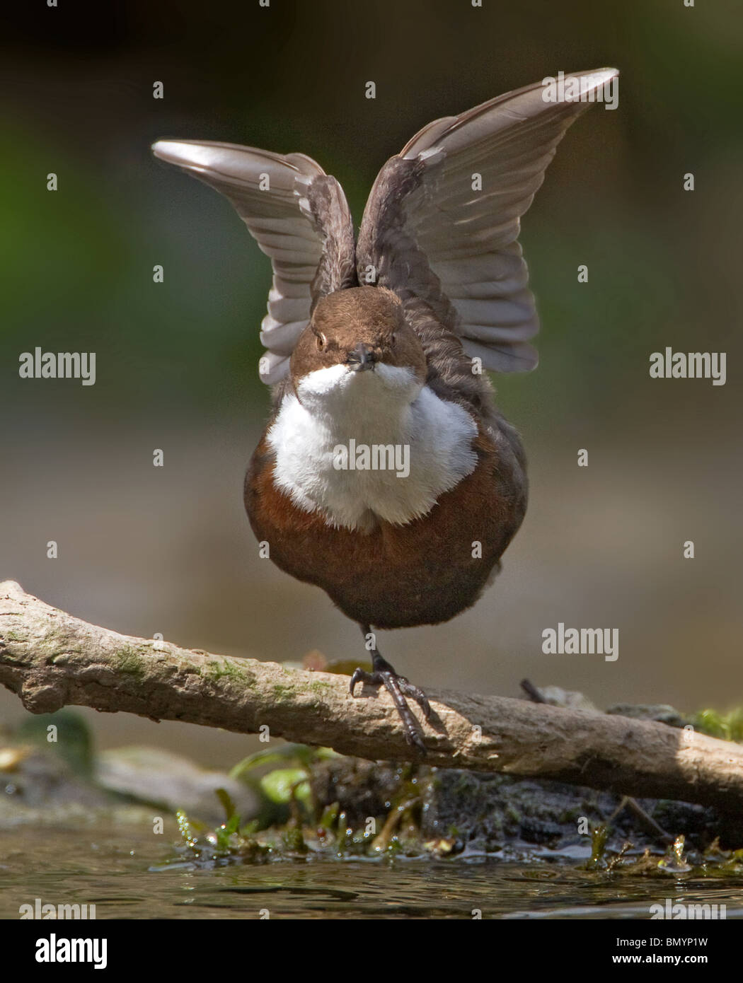 DIPPER SAT ON PERCH FLAPPING ITS WINGS Stock Photo