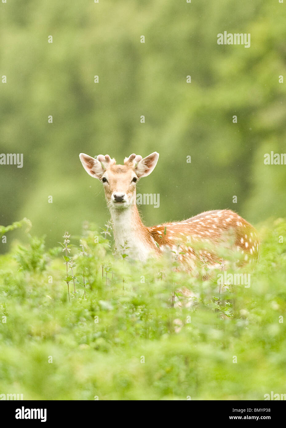 Fallow Buck Deer feeding in a field Stock Photo