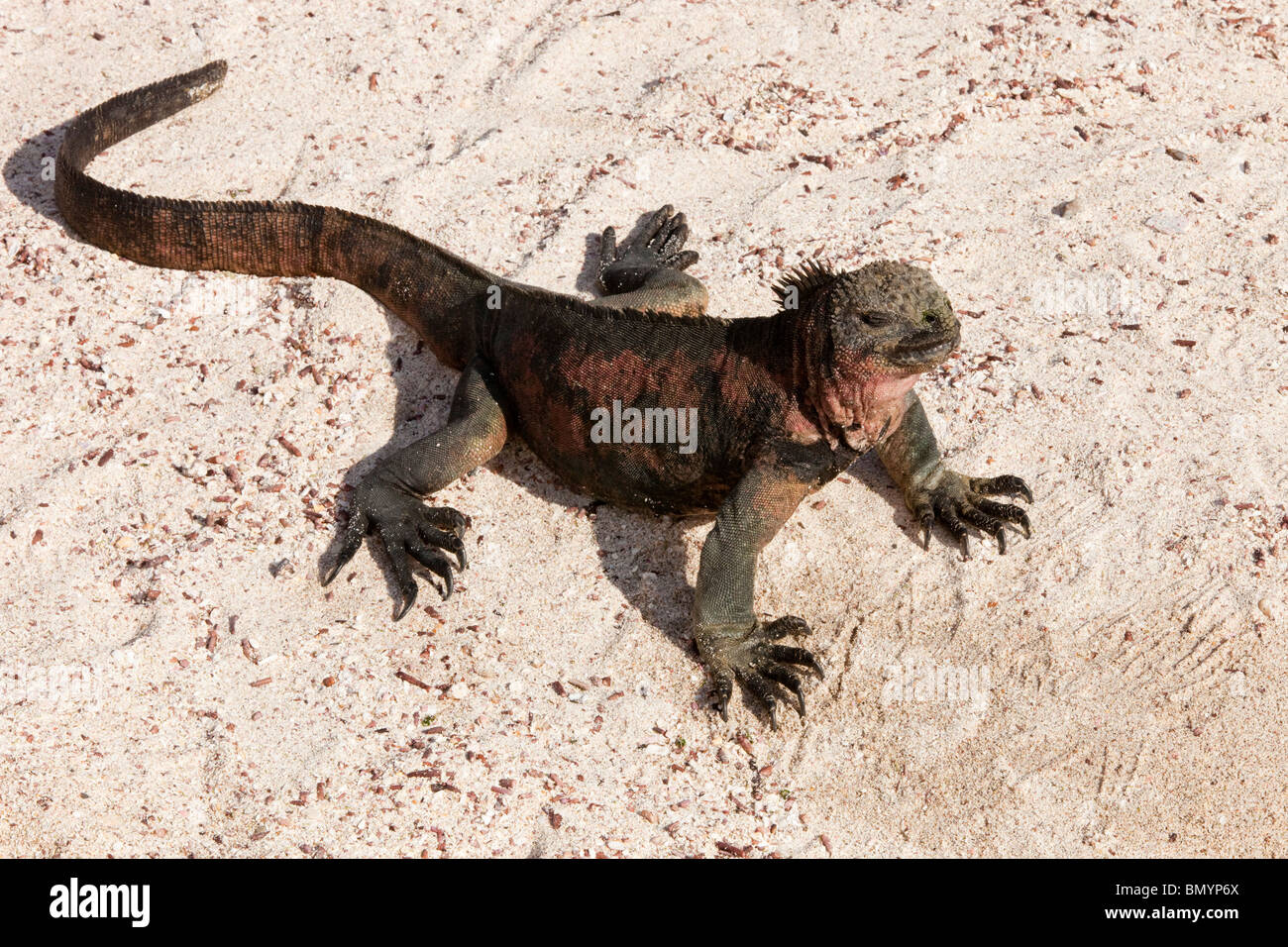 A Marine Iguana sleeping on a beach on Espanola Island in the Galapagos Islands Stock Photo