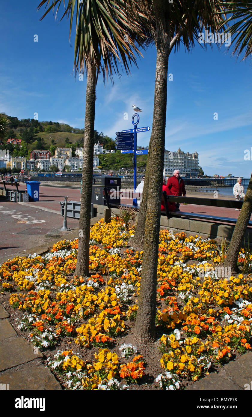 Llandudno Colourful promenade gardens with view looking towards the