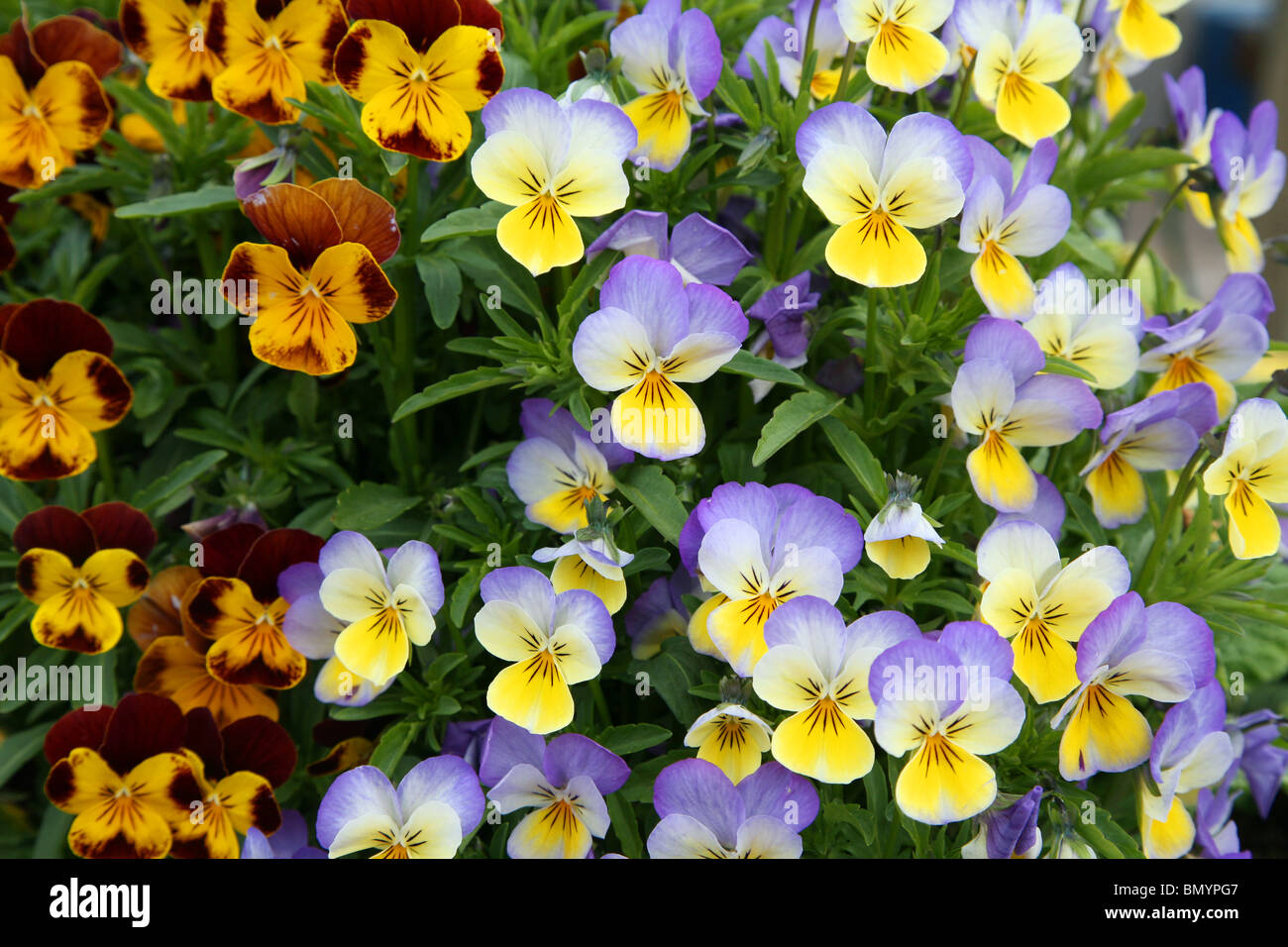 Pansy Display A pansy floral display in the seaside town of Skegness Stock Photo - Alamy