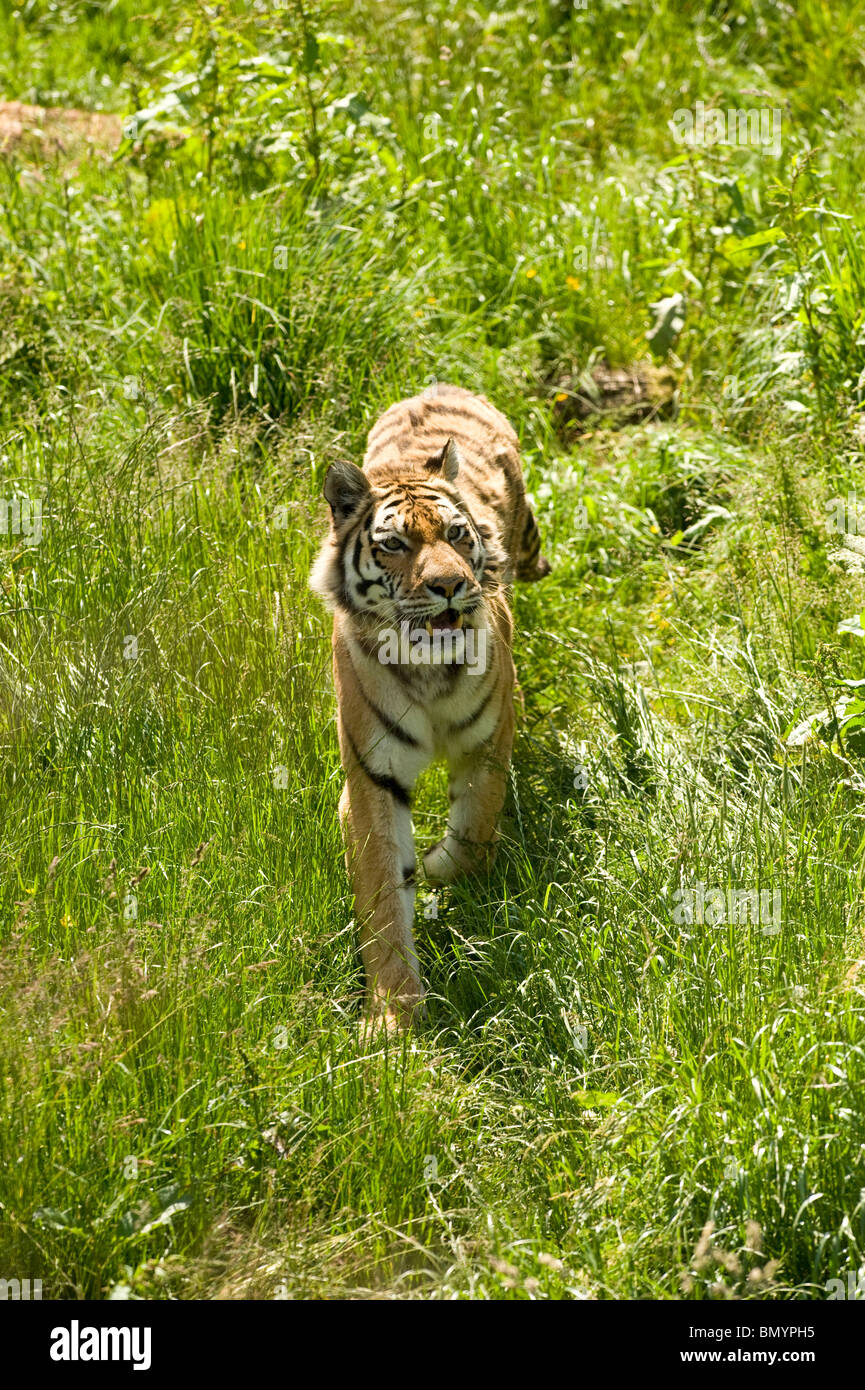 Amur Tiger at South Lakes Animal park Stock Photo