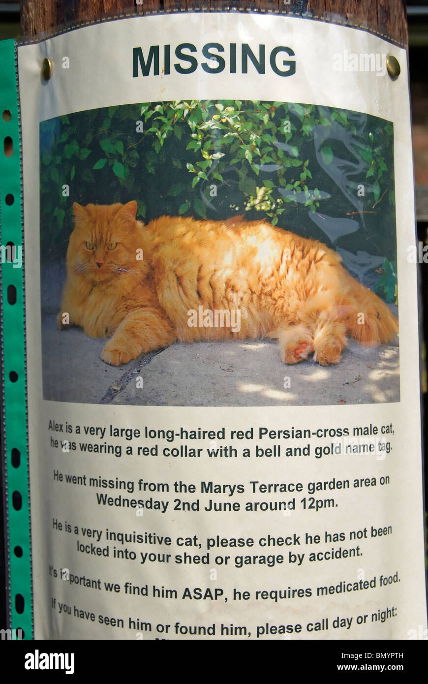 poster for a missing cat with photo in twickenham middlesex