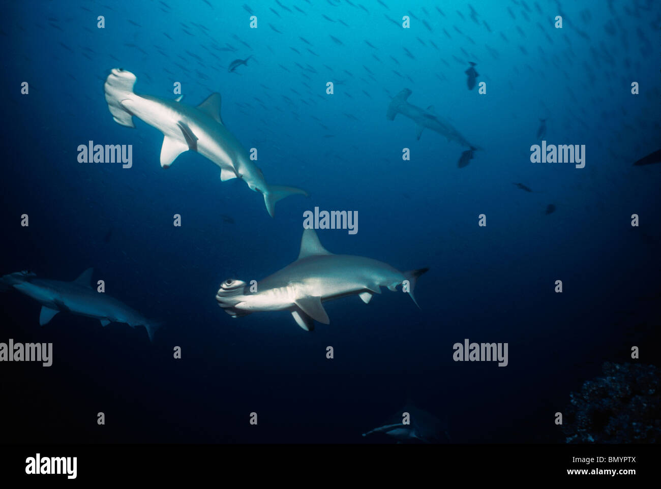Scalloped Hammerhead Sharks (Sphyrna lewini) schooling at seamount ...