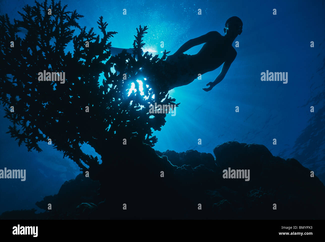 Free diving into coral garden. Tiran Island ; Egypt, Red Sea Stock Photo