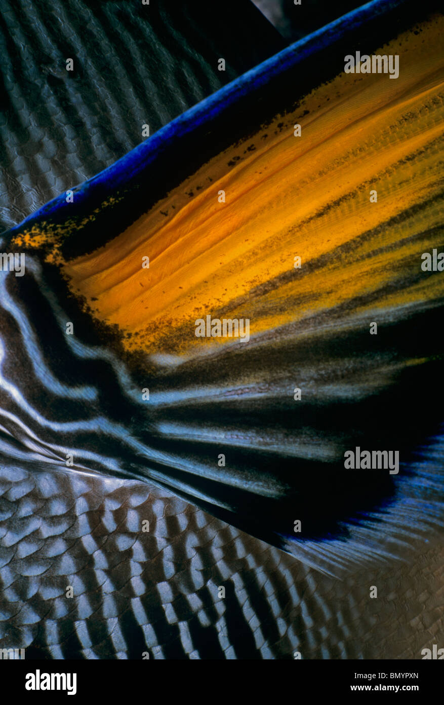 Sohal Surgeonfish (Acanthurus sohal) - Pectoral Fin. Egypt - Red Sea Stock Photo