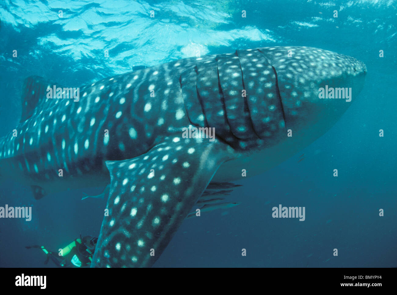 Whale Shark (Rhincodon typus) with symbiotic Remoras being followed by divers, West Australia, Ningaloo Reef - Indian Ocean. Stock Photo