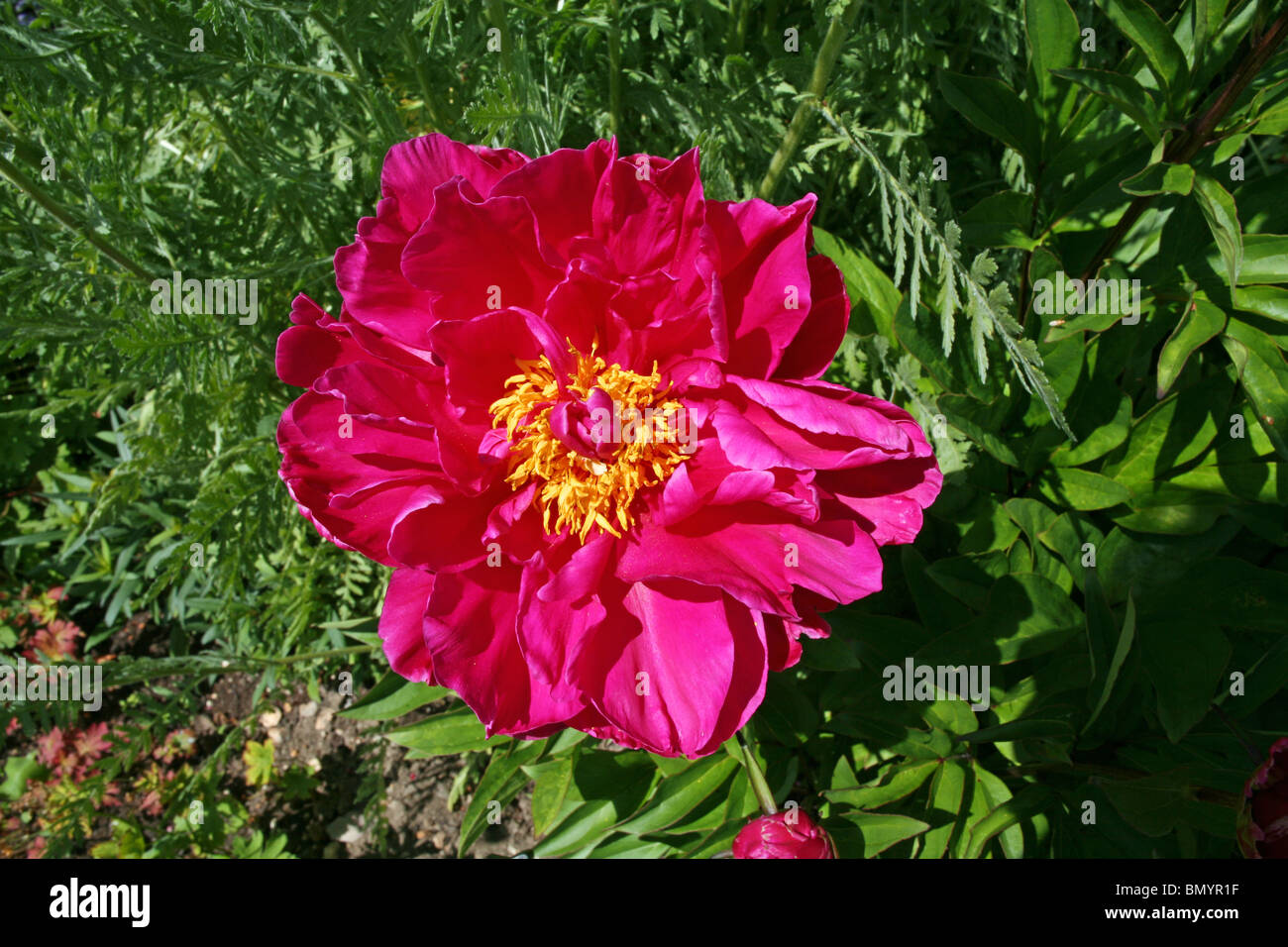 English Country Garden Peony Paeonia Carmine Pink With Yellow Centre Stock Photo Alamy