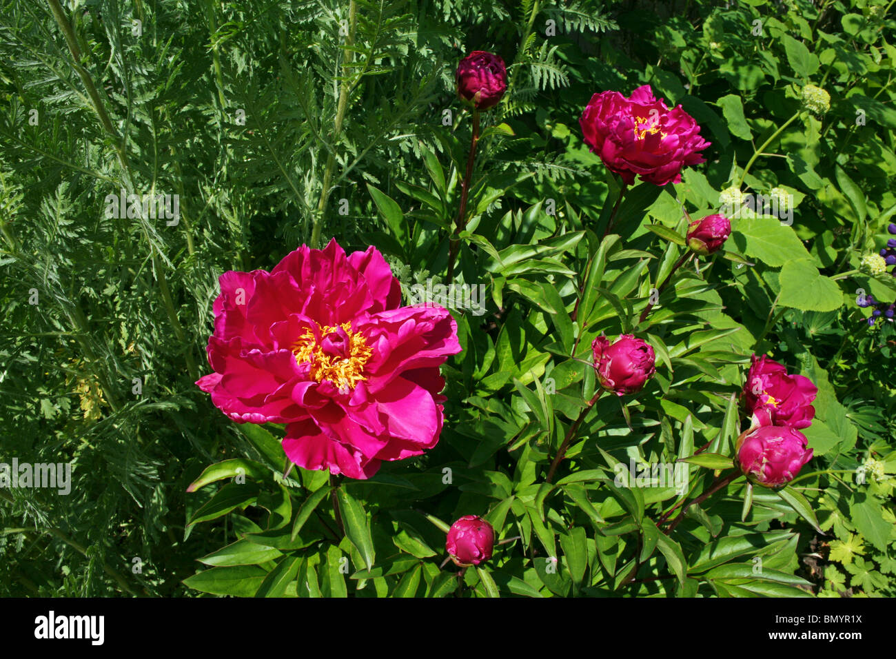 English Country Garden Peony Paeonia Carmine Pink With Yellow Centre Stock Photo Alamy