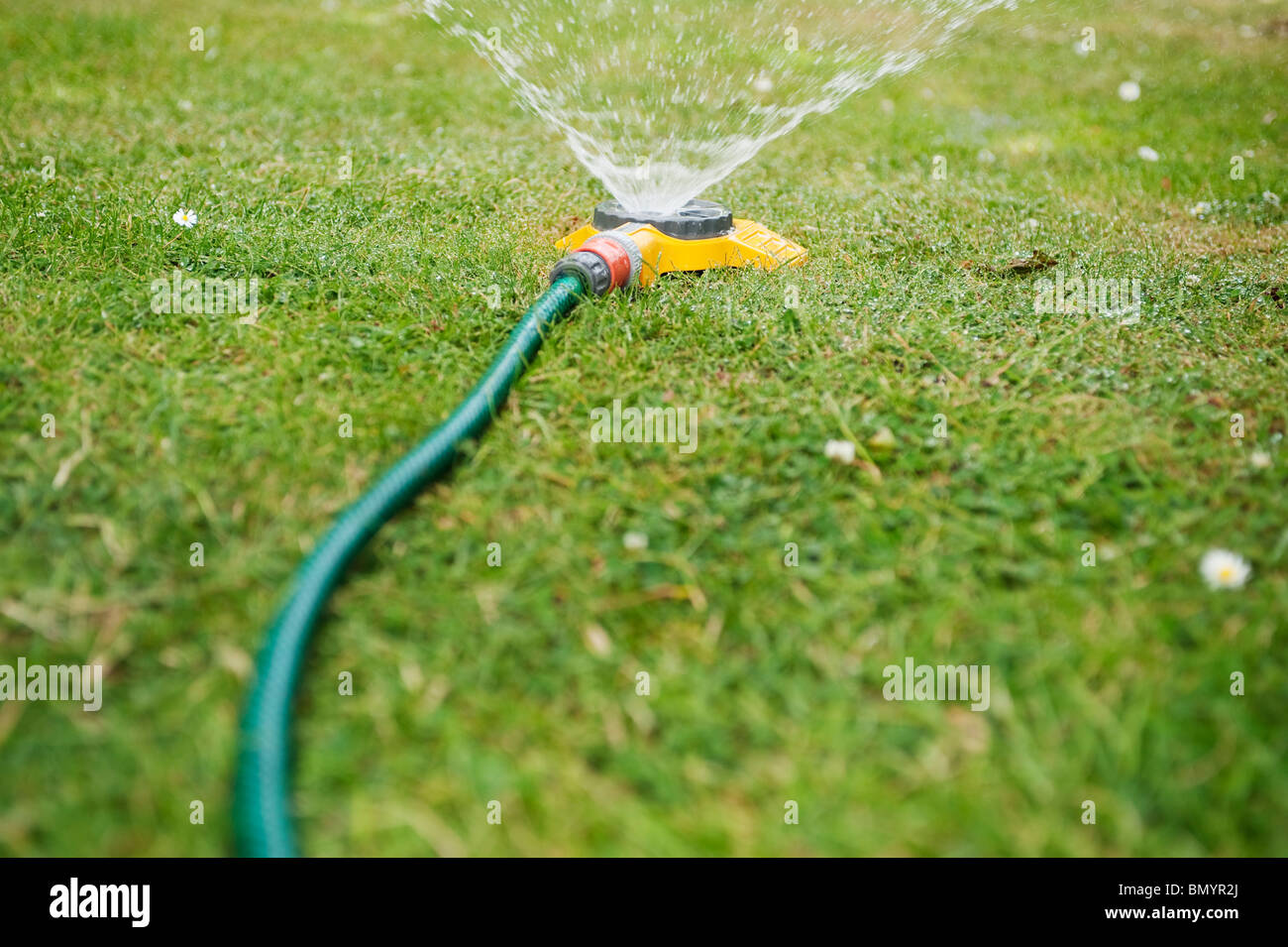 Garden hose watering a grass lawn in summer Stock Photo Alamy