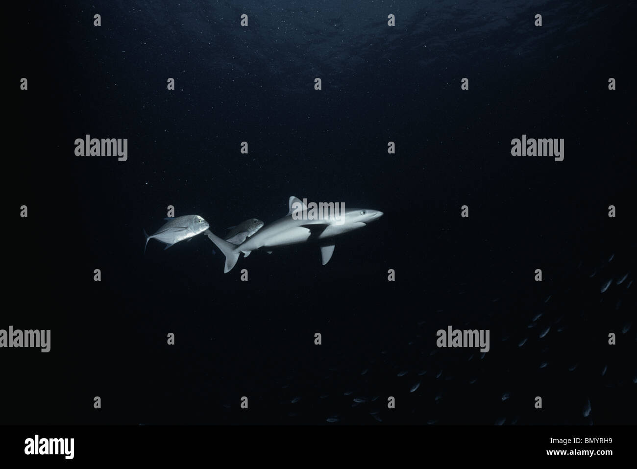 San jose sharks hi-res stock photography and images - Alamy