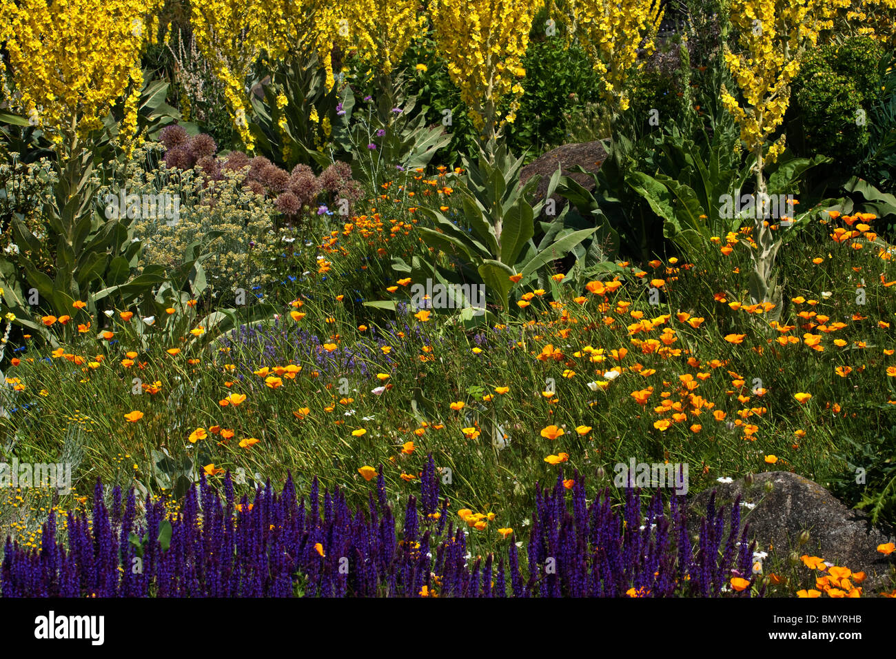 Drought Resistant Flowers and Plants in the Dry Garden at RHS Hyde Hall Stock Photo