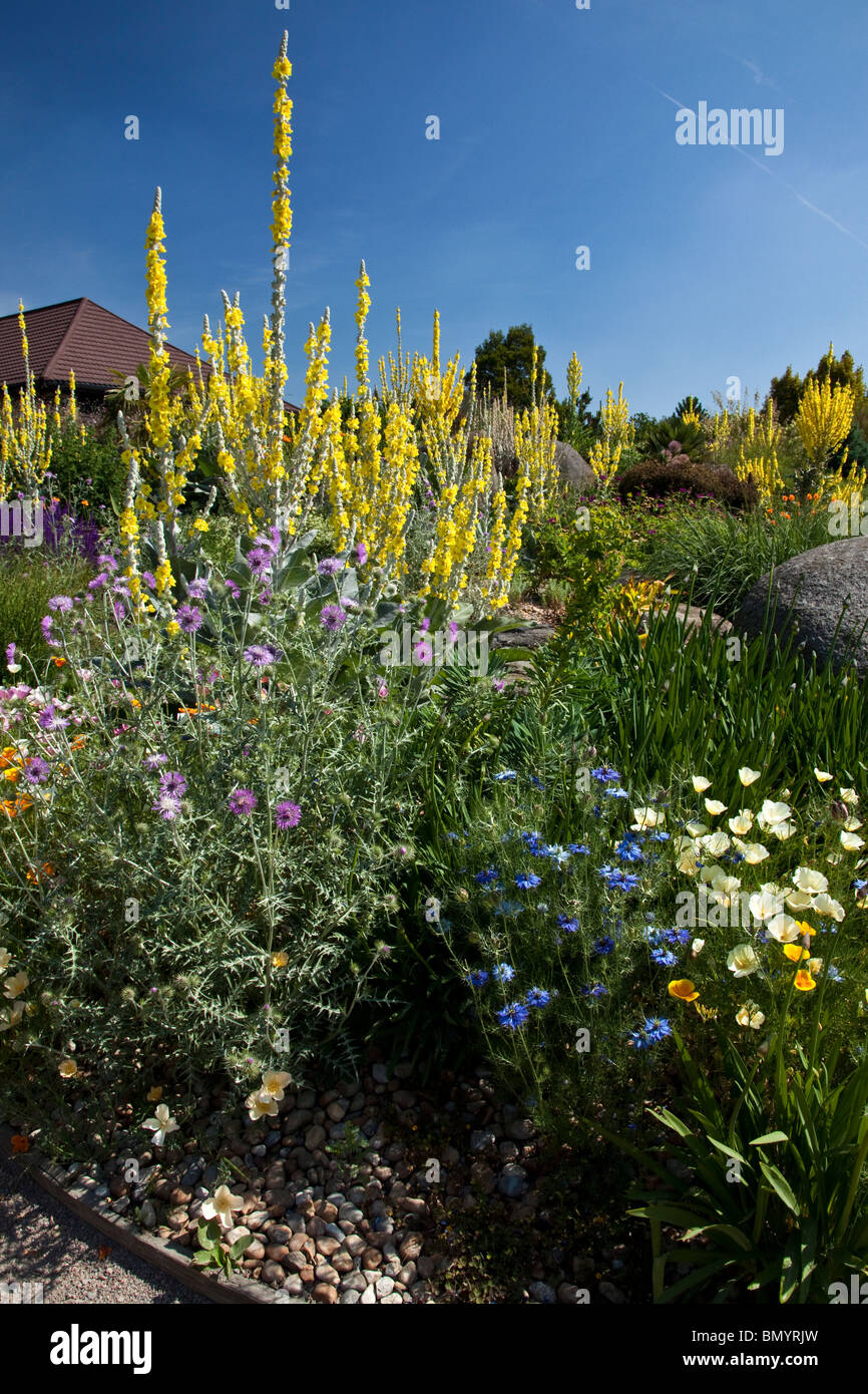 Drought Resistant Flowers and Plants in the Dry Garden at RHS Hyde Hall Stock Photo