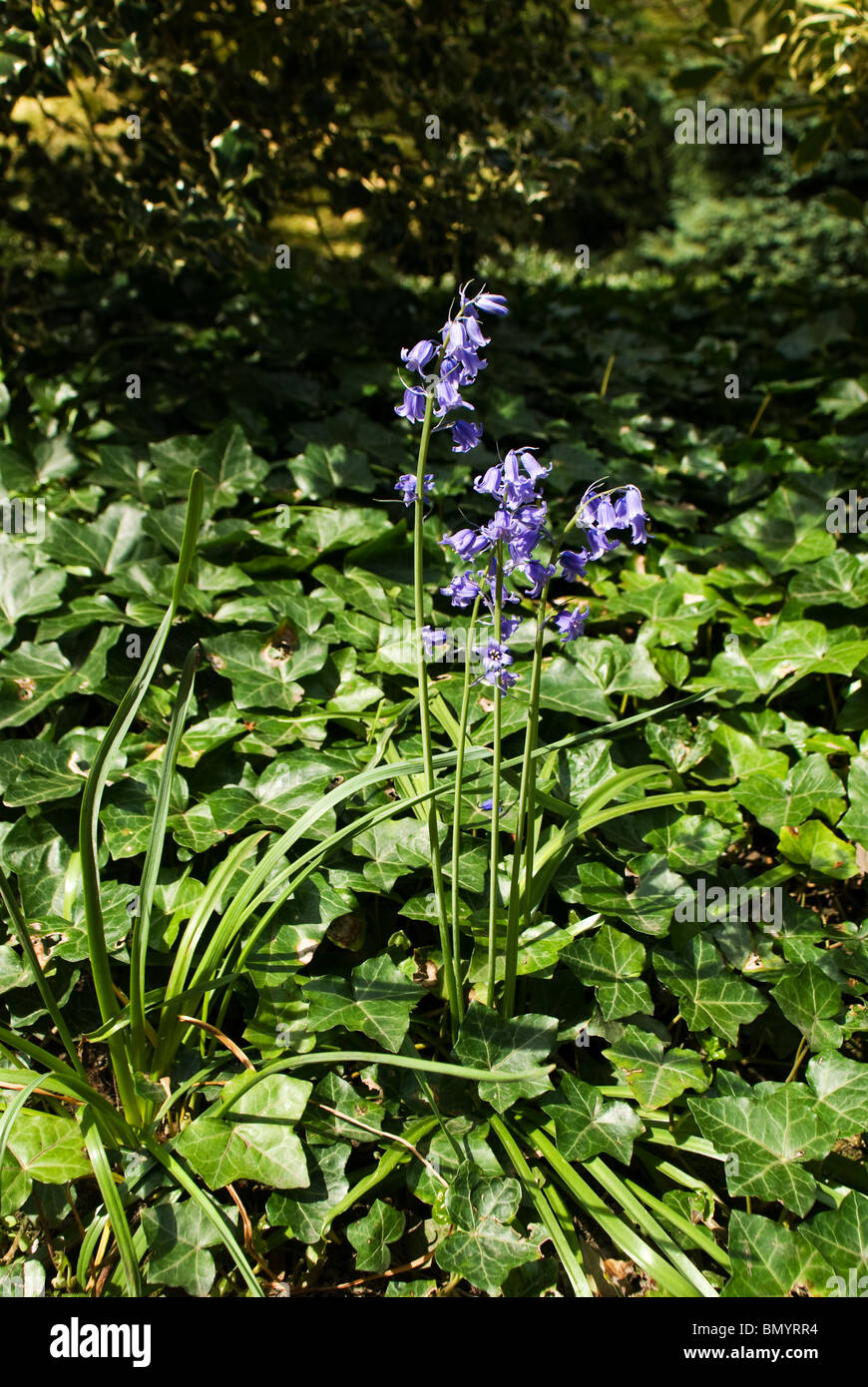 blue-bells,wild,woods,growing,blue Stock Photo