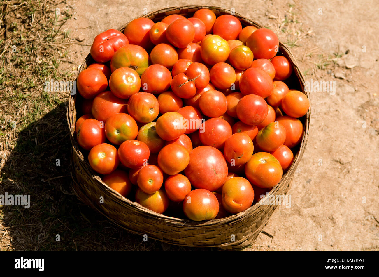 A basket of tomatoes Stock Photo - Alamy