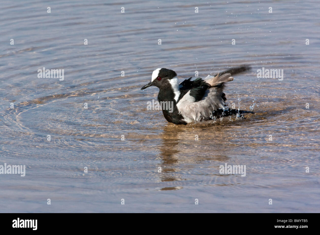 A Blacksmith Lapwing (Vanellus armatus) washing its feathers in the Chobe River in northern Botswana. Stock Photo