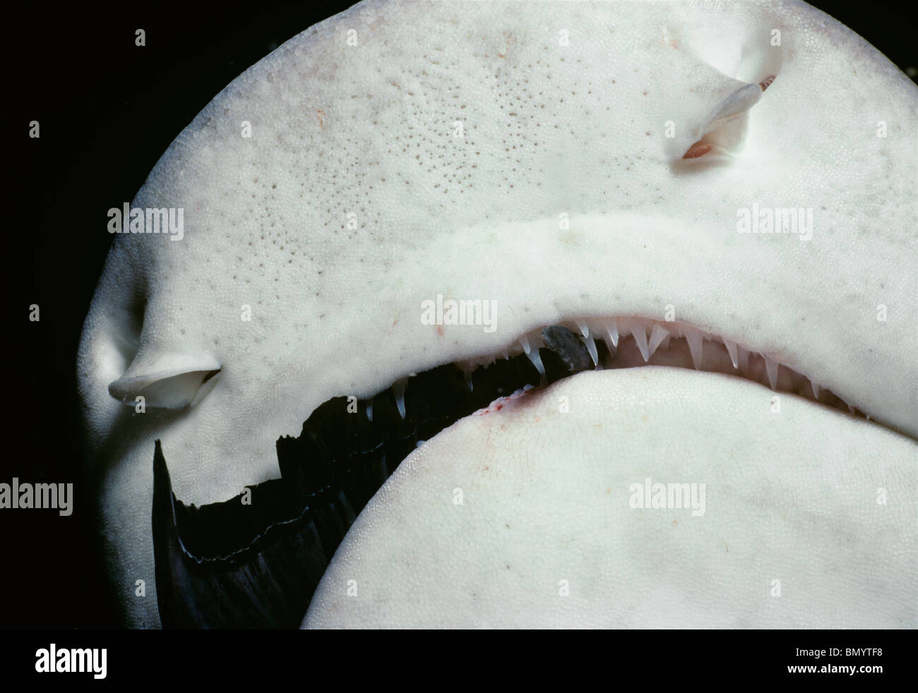 Whitetip Reef Shark (Triaenodon obesus) eating Surgeonfish at night, Cocos Island, Costa Rica - Pacific Ocean. Stock Photo