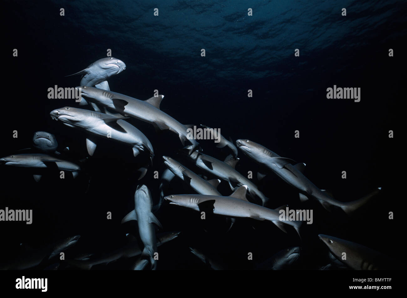 Whitetip Reef Sharks (Triaenodon obesus) following scent trail in water column, Cocos Island, Costa Rica - Pacific Ocean. Stock Photo