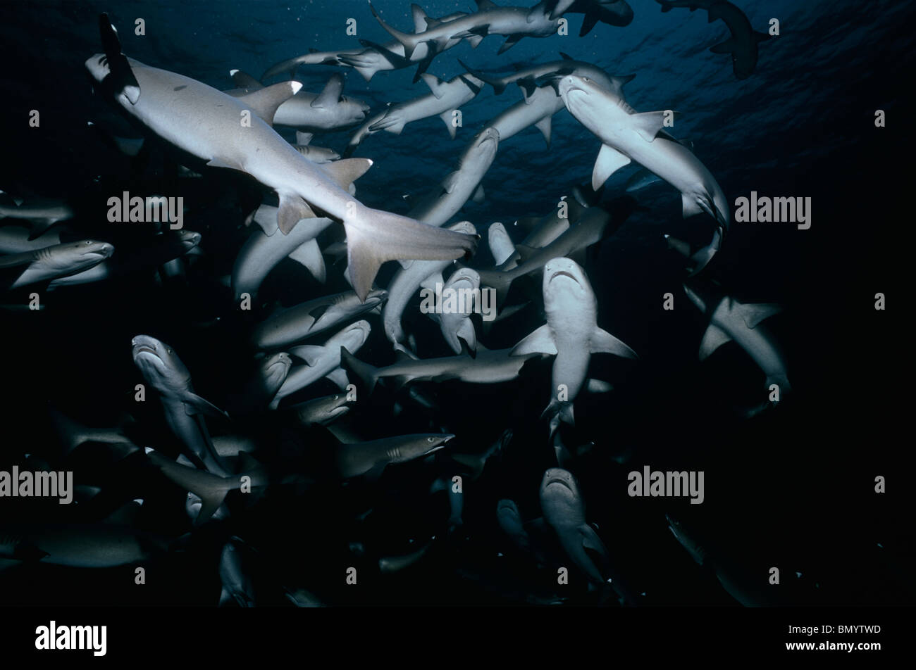 Whitetip Reef Sharks (Triaenodon obesus) following scent trail in water column, Cocos Island, Costa Rica - Pacific Ocean. Stock Photo