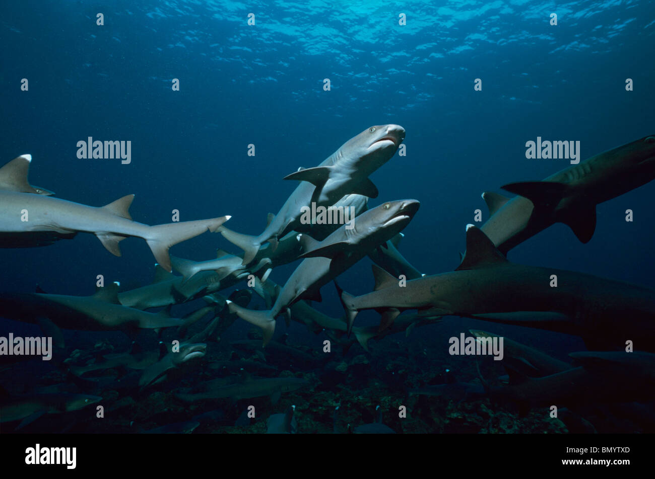 Whitetip Reef Sharks (Triaenodon obesus) following scent trail in water column, Cocos Island, Costa Rica - Pacific Ocean. Stock Photo