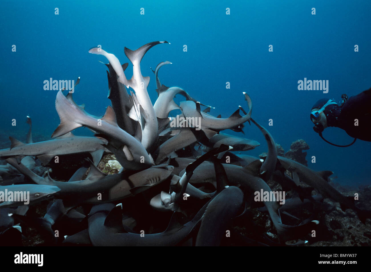 Diver observing Whitetip Reef Sharks (Triaenodon obesus) hunting Surgeonfish in coral, Cocos Island, Costa Rica - Pacific Ocean. Stock Photo