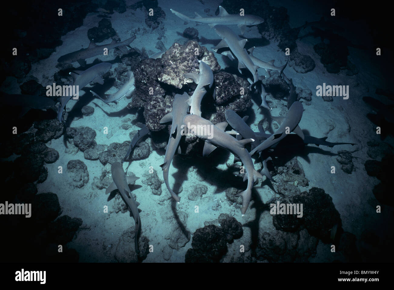 Whitetip Reef Sharks (Triaenodon obesus) hunt Surgeonfish in coral at night, Cocos Island, Costa Rica - Pacific Ocean. Stock Photo